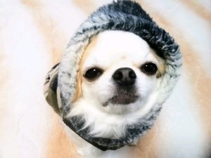 オンリーハム