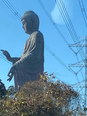 タマネギ