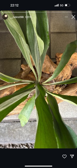 かえる